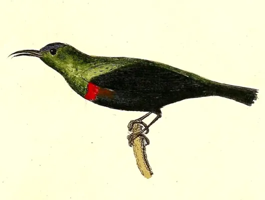 File:Cinnyris habessinicus 1832.jpg