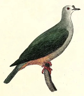 File:Ducula oceanica 1832.jpg