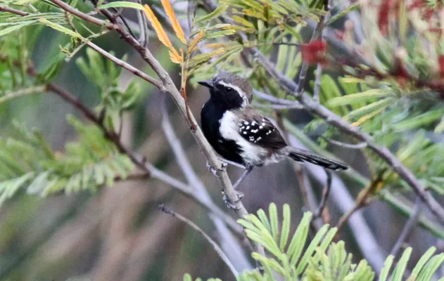 File:Sincora Antwren. Formicivora grantsaui.jpg
