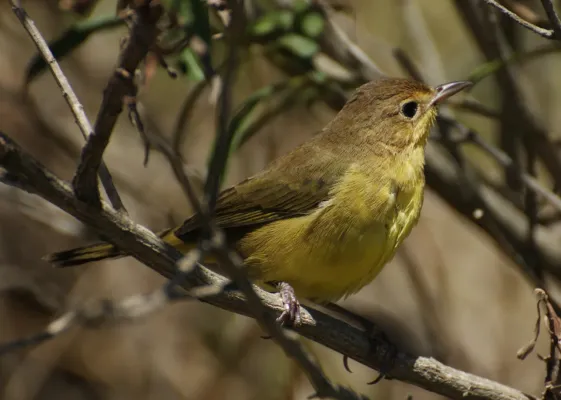 File:Geothlypis velata, Uruguay.jpg