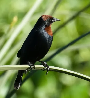 File:GARIBALDINO MACHO Chrysomus (Agelaius) ruficapillus Dario Niz.jpg