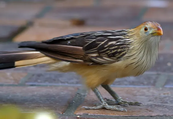 File:Guira guira national aviary.jpg