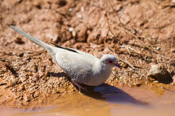 File:Geopelia cuneata -Pilbara, Western Australia, Australia-8.jpg