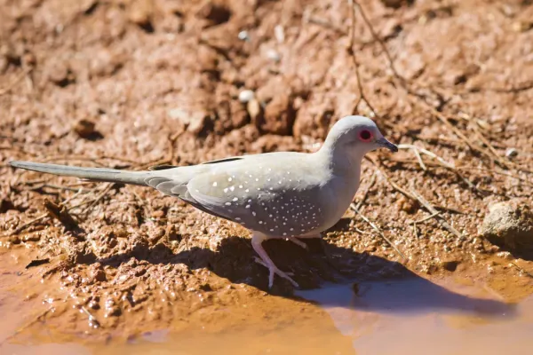 File:Geopelia cuneata -Pilbara, Western Australia, Australia-8 (1).jpg