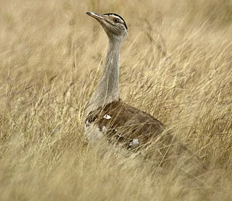 File:Ardeotis australis Birralee.jpg