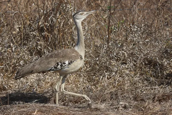 File:Ardeotis australis Atherton Tablelands.jpg