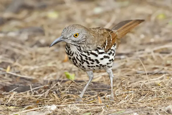 File:Toxostoma longirostre -Laguna Atascosa National Wildlife Refuge, Texas, USA-8.jpg