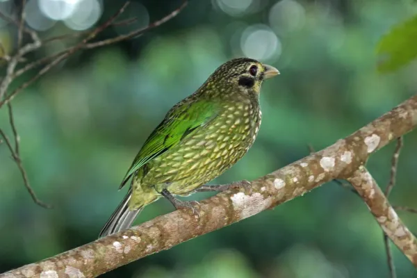 File:Ailuroedus melanotis -Daintree, Queensland, Australia-8.jpg