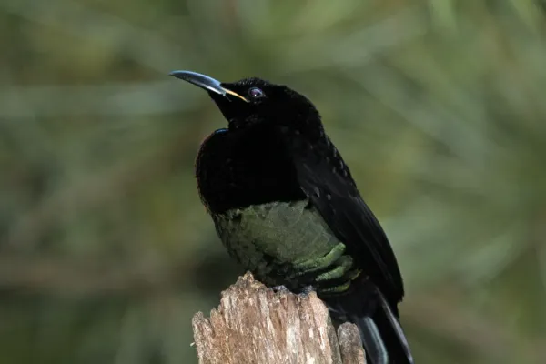 File:Ptiloris victoriae -Daintree, Queensland, Australia-8.jpg