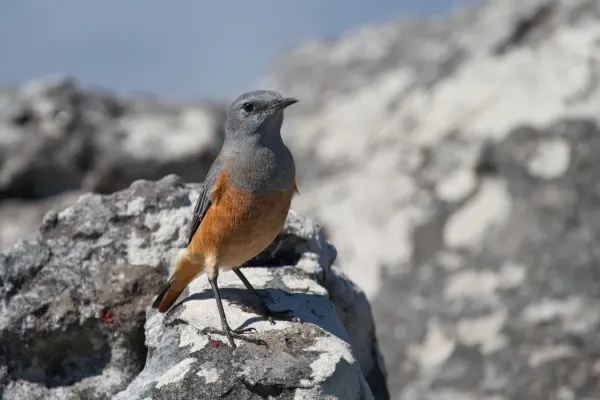 File:Monticola explorator -Cape Town, Western Cape, South Africa -male-8.jpg