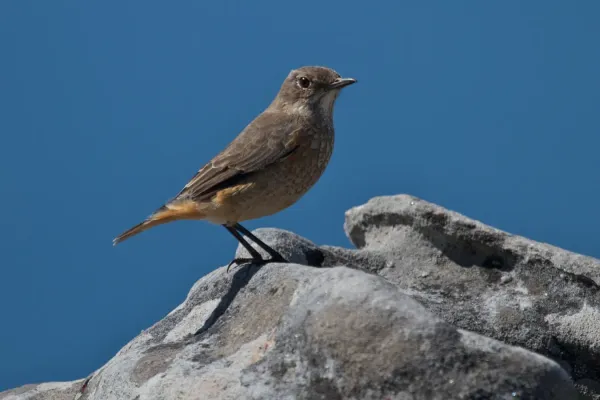 File:Monticola explorator -Cape Town, Western Cape, South Africa -female-8.jpg