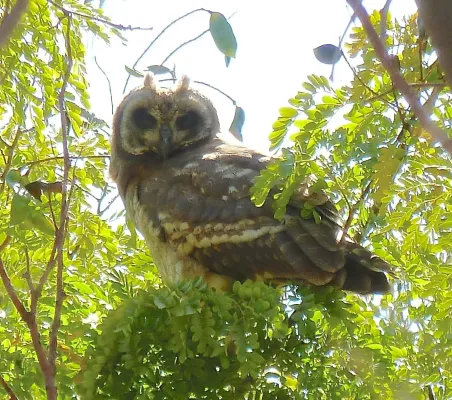 File:Asio capensis, rusplaas in Luiperdboom.jpg