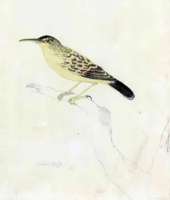 File:Acrocephalus caffer musae.jpg