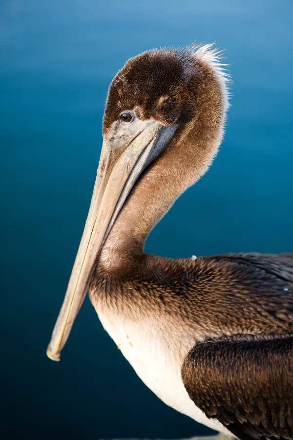 File:Pelecanus occidentalis in ensenada.jpg