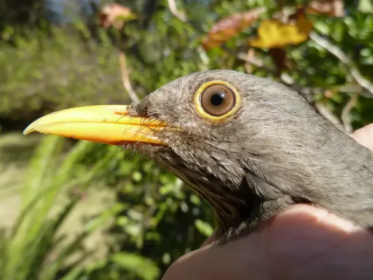 File:Turdus smithi, gesig, Pretoria.jpg