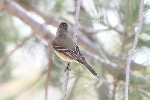 File:Empidonax hammondii-1.jpg