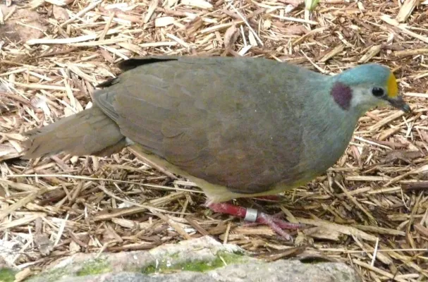 File:Gallicolumba tristigmata -Oklahoma City Zoo, Oklahoma, USA-8a.jpg