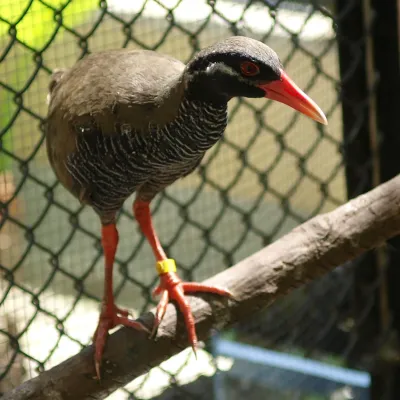 File:Gallirallus okinawae by OpenCage.jpg
