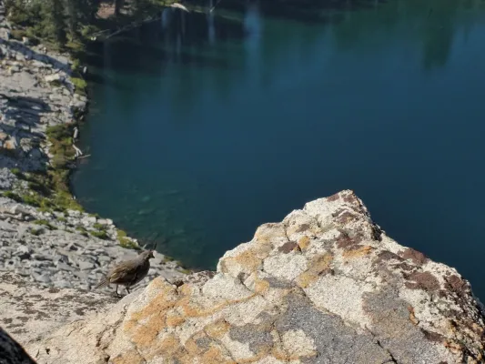 File:Oreortyx pictus above Jennie Lake.jpg