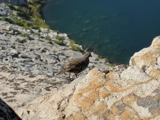 File:Oreortyx pictus above Jennie Lake (crop).jpg