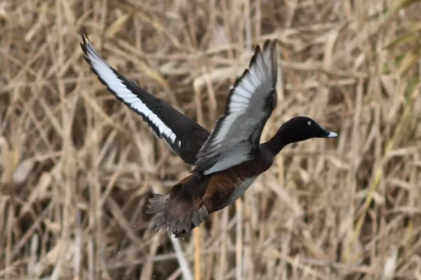 File:Aythya australis -Coolart Wetlands, Mornington Peninsula, Victoria, Australia -male-8.jpg