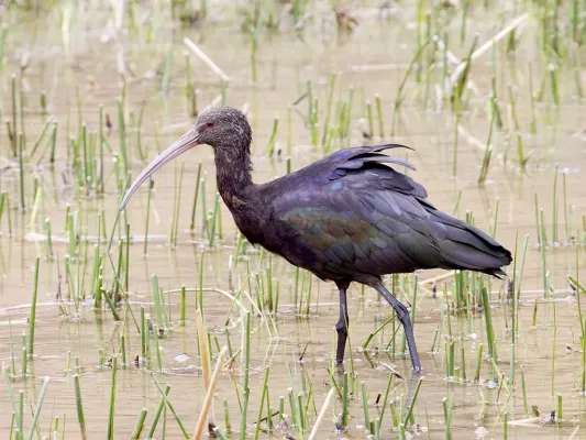 File:Plegadis ridgwayi -Huacarpay Lakes, near Cusco, Peru-8.jpg