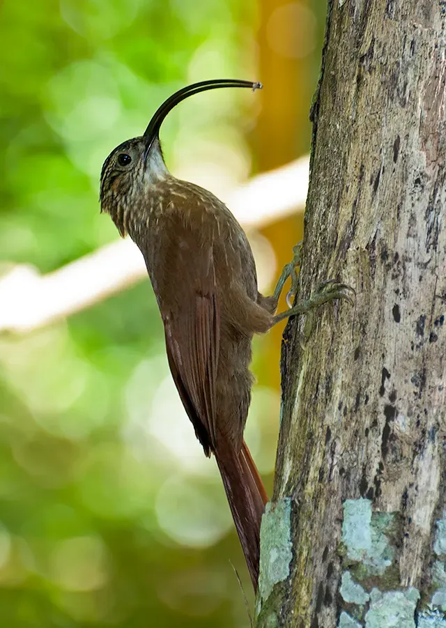 File:ARAPAÇU-DE-BICO-TORTO (Campylorhamphus falcularius).jpg