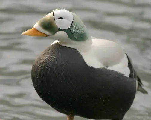 File:Somateria fischeri male-2.jpg
