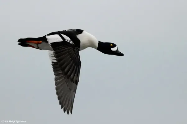File:Bucephala islandica-1.jpg