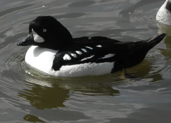File:Bucephala islandica-2.jpg