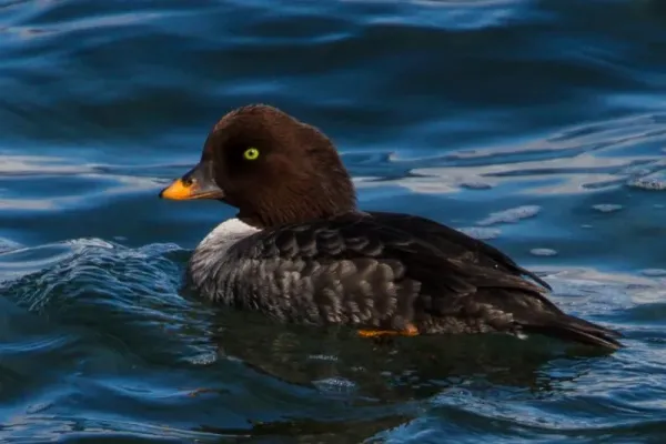 File:Bucephala islandica-3.jpg