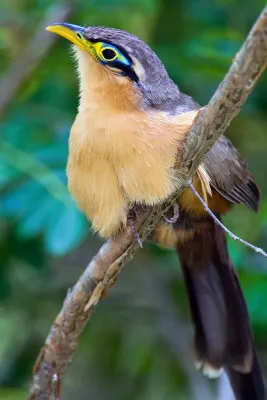 File:Lesser Ground Cuckoo (Morococcyx erythropygus).jpg