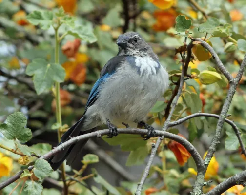 File:Aphelocoma californica - Sarah Stierch A.jpg