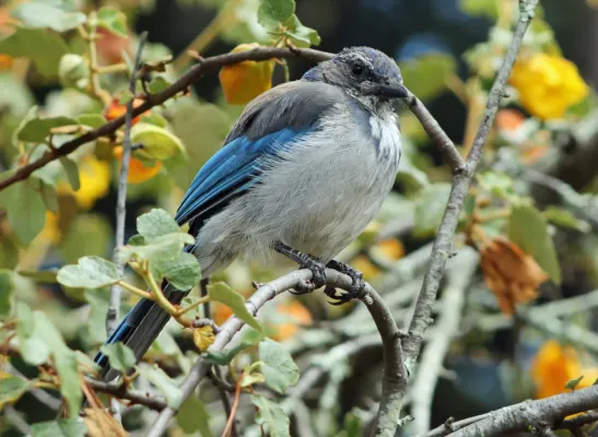 File:Aphelocoma californica - Sarah Stierch - C.jpg