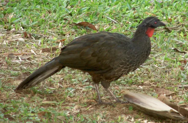 File:Penelope superciliaris-2.JPG