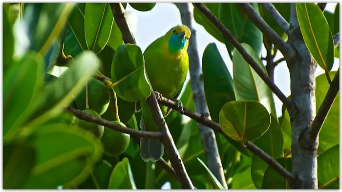 File:Female Jerdon's Leafbird (Chloropsis jerdoni) - Dharani Prakash.jpg