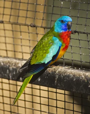 File:Scarlet-chested Parrot (Neophema splendida) at the Wagga Zoo.jpg