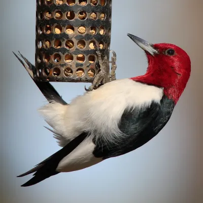 File:Melanerpes-erythrocephalus-003.jpg