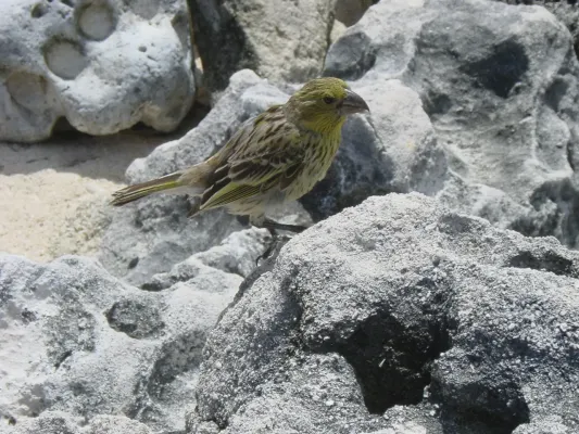 File:Telespiza cantans Laysan Island.jpg