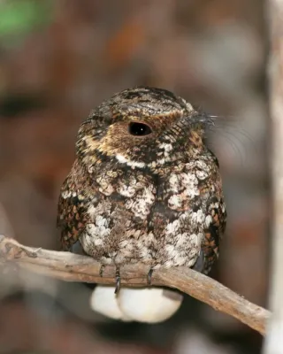 File:Antrostomus noctitherus -Puerto Rico-8.jpg