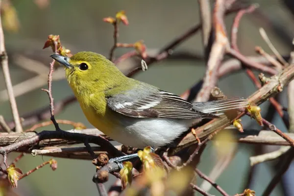 File:Vireo-flavifrons-001.jpg