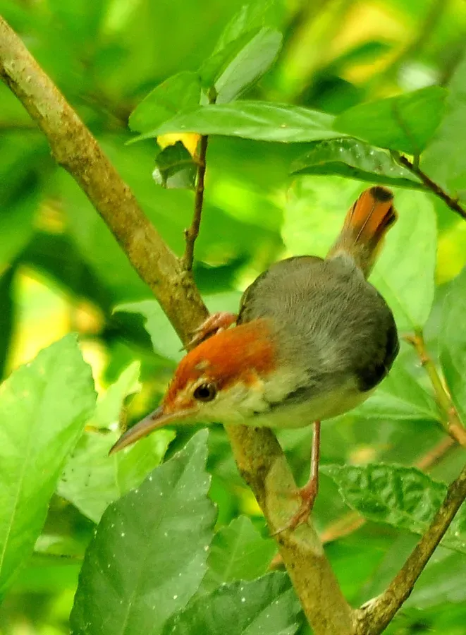 File:Rufous-tailed Tailorbird Orthotomus sericeus sericeus.jpg