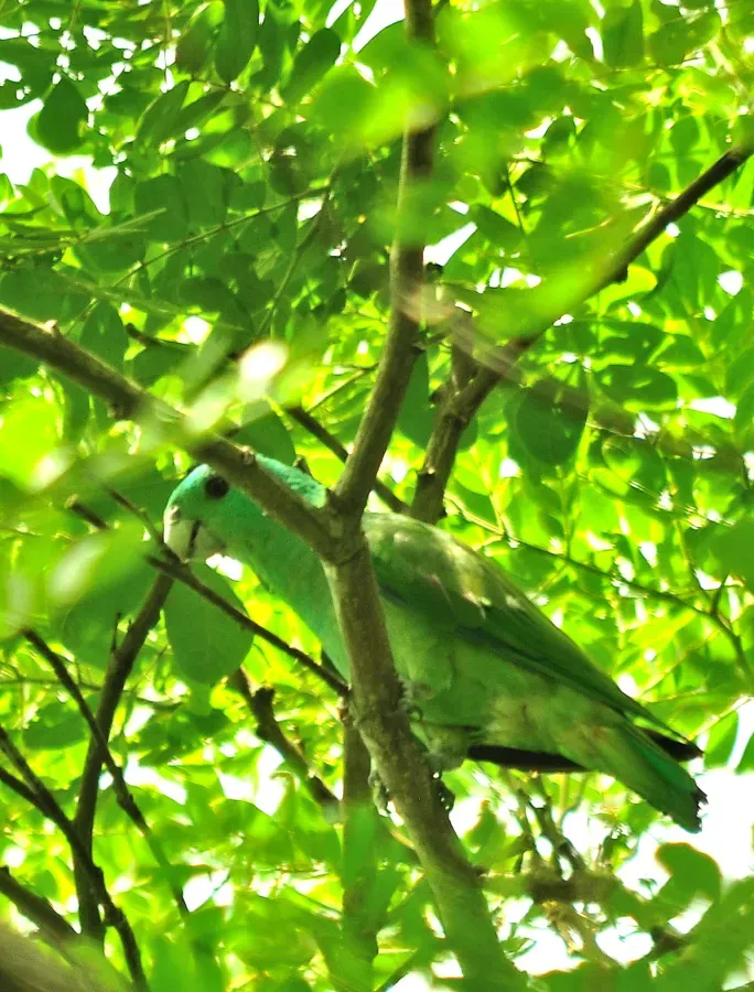 File:Blue-headed Racquet-tail Prioniturus platenae.jpg
