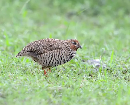File:Perdicula argoondah -Rajasthan, India -male-8.jpg