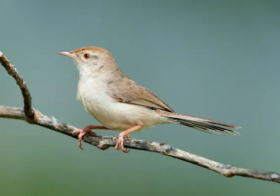 File:Prinia buchanani -Rajasthan, India-8.jpg