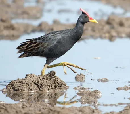 File:Gallicrex cinerea -Basai Wetlands, near Gurgaon, Haryana, India-8.jpg