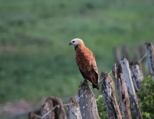File:Busarellus nigricollis Pantanal.jpg