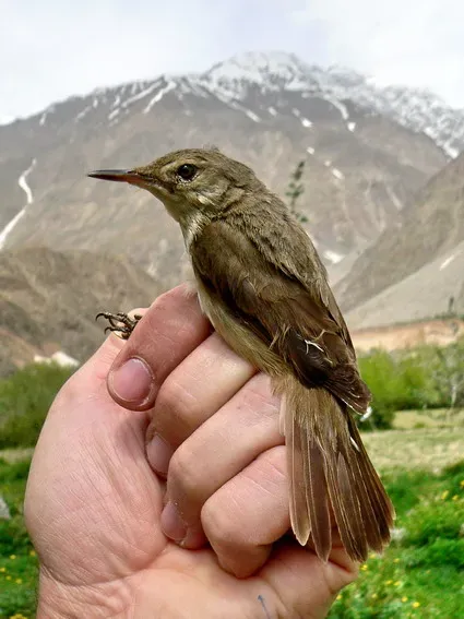 File:Acrocephalus orinus Tajikistan.jpg