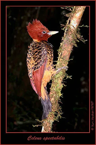 File:Celeus spectabilis-xx.jpg