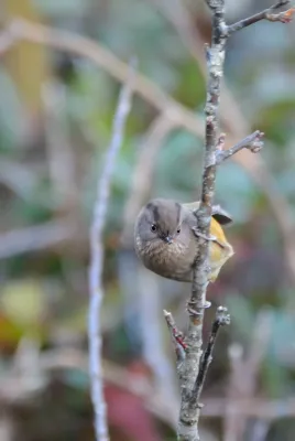 File:Fulvetta manipurensis.jpg